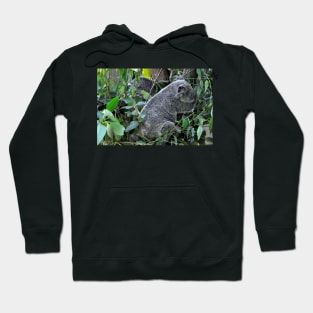 Australie - Cairns, Kuranda Hoodie